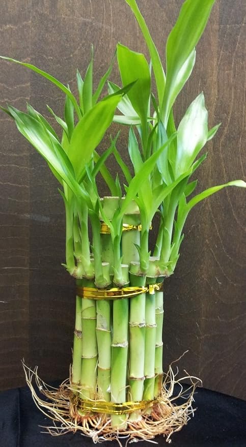Bamboo Tissue Culture Plant