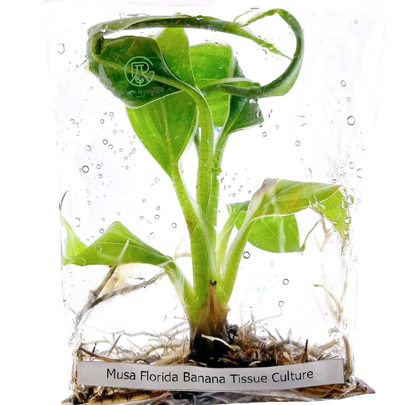 Tissue Culture Banana Plant