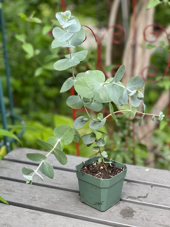 Eucalyptus Clone Plant