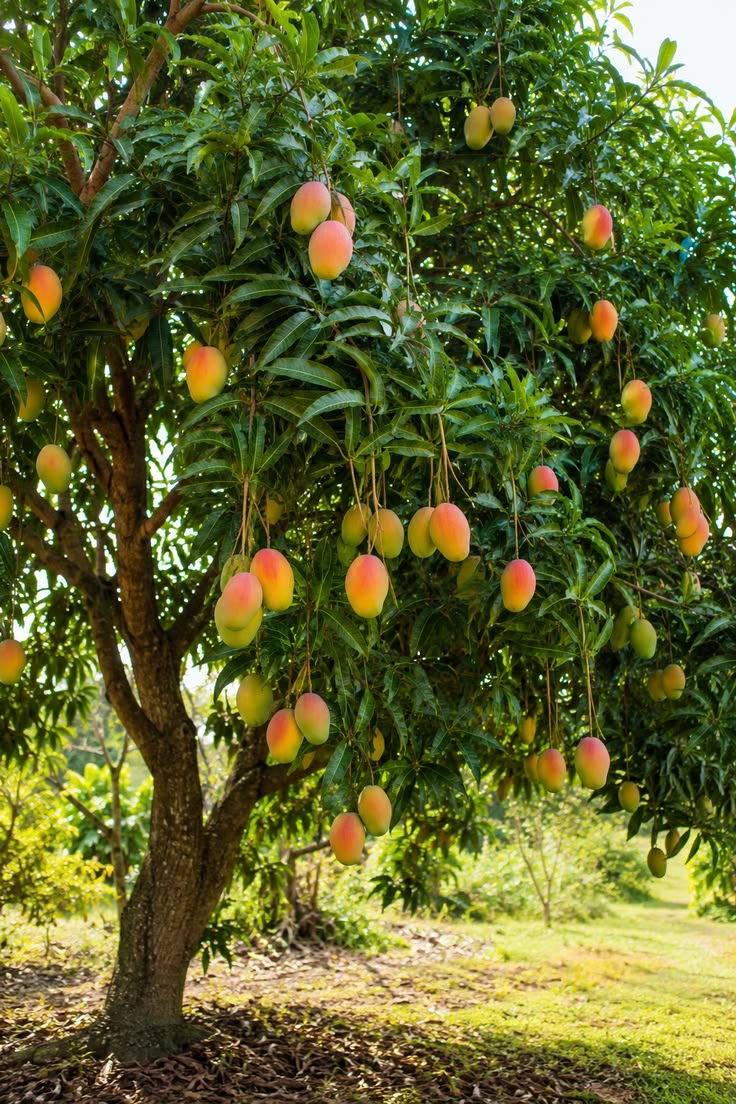 Mango plants