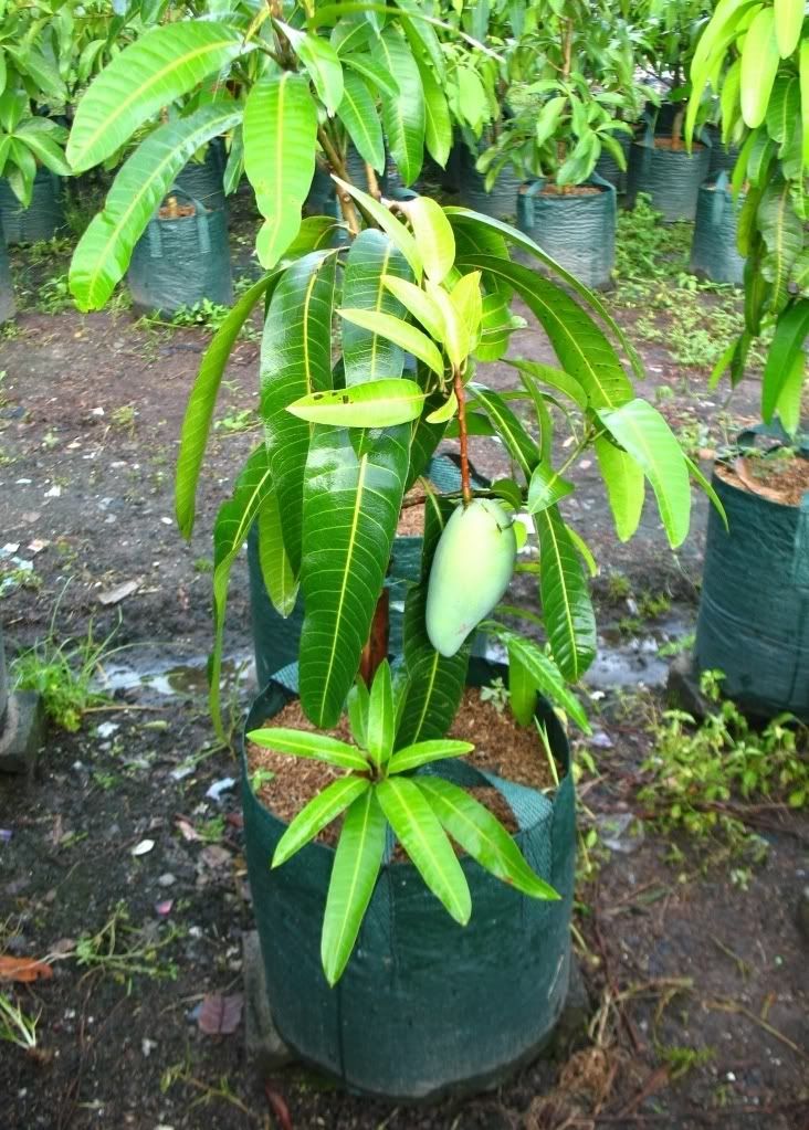 Mango Grafted Plant — Size options