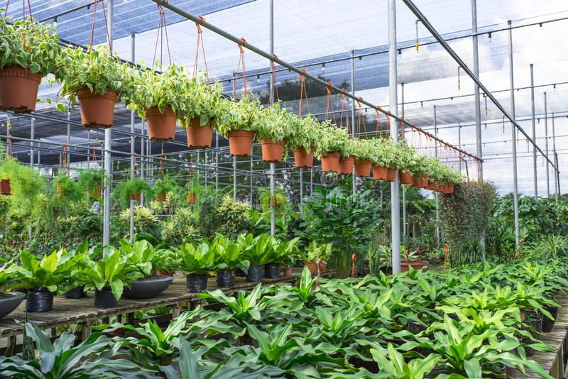 Grown in our nursery, not a marketplace listing