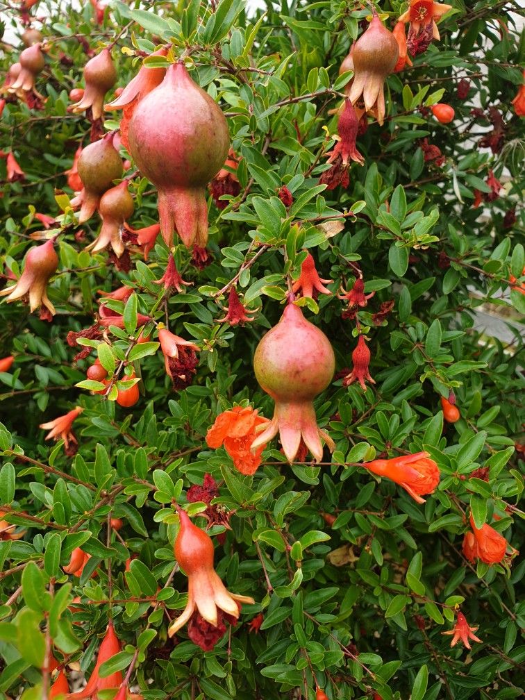 Tissue Culture Pomegranate Plantac