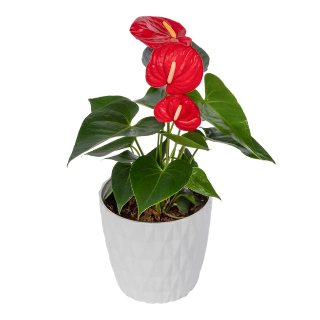Taiwan Red Lady Papaya Plant