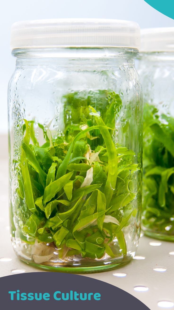 Tissue culture